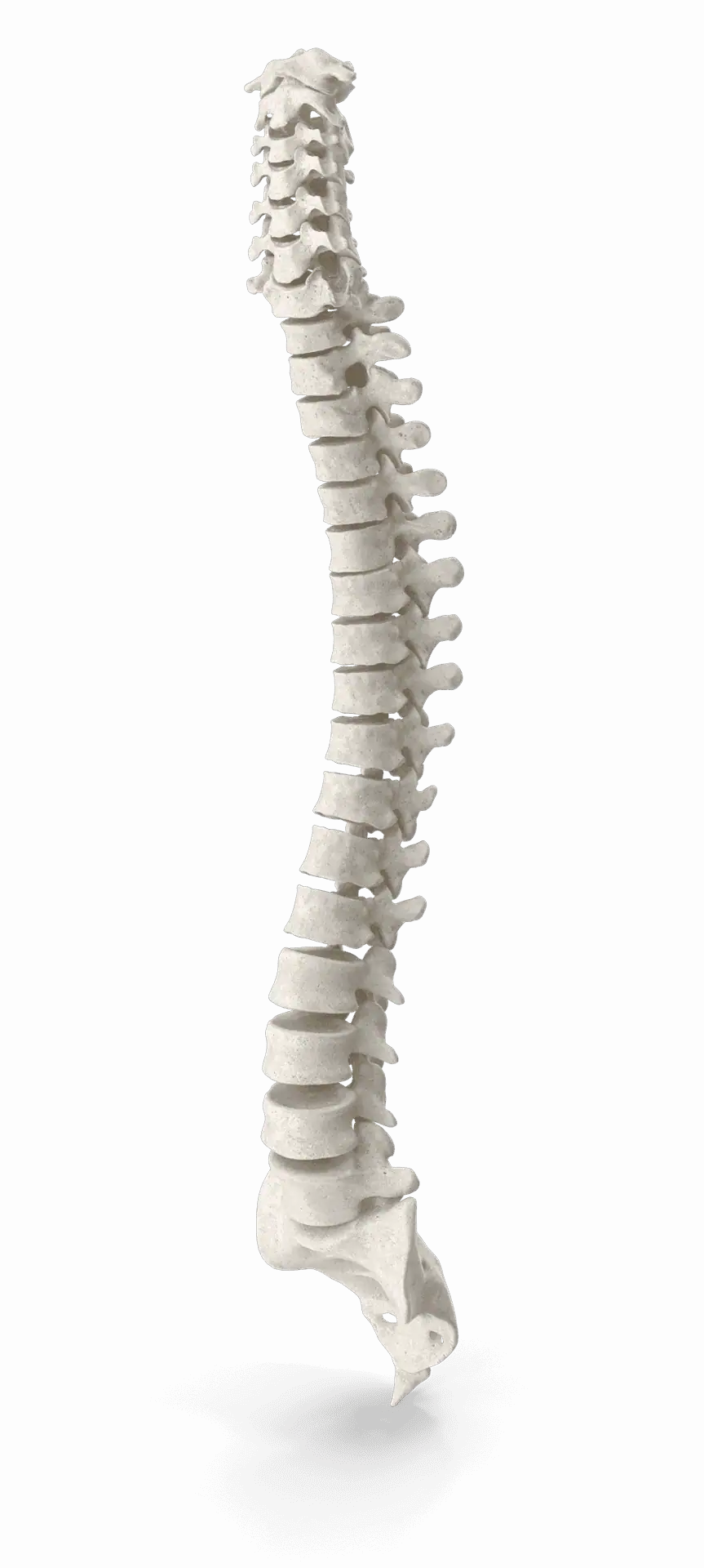 Human Spinal Column or Backbone